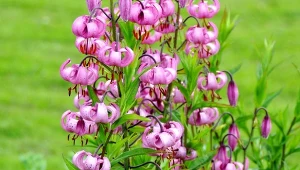 Lilia złotogłów w ogrodzie: odmiany, uprawa i pielęgnacja