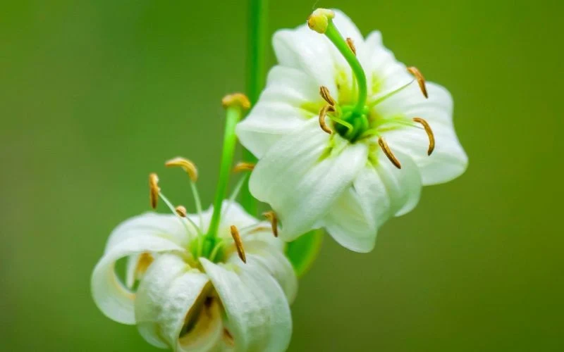 Lilia złotogłów występuje również w białych odmianach