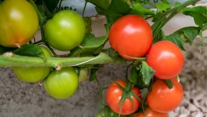 Zaraza ziemniaczana na pomidorach. Pozbądź się jej w ekologiczny sposób