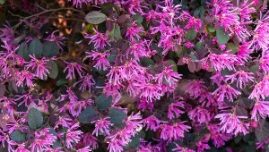 Loropetalum chińskie świetnie sprawdza się jako oryginalny żywopłot.