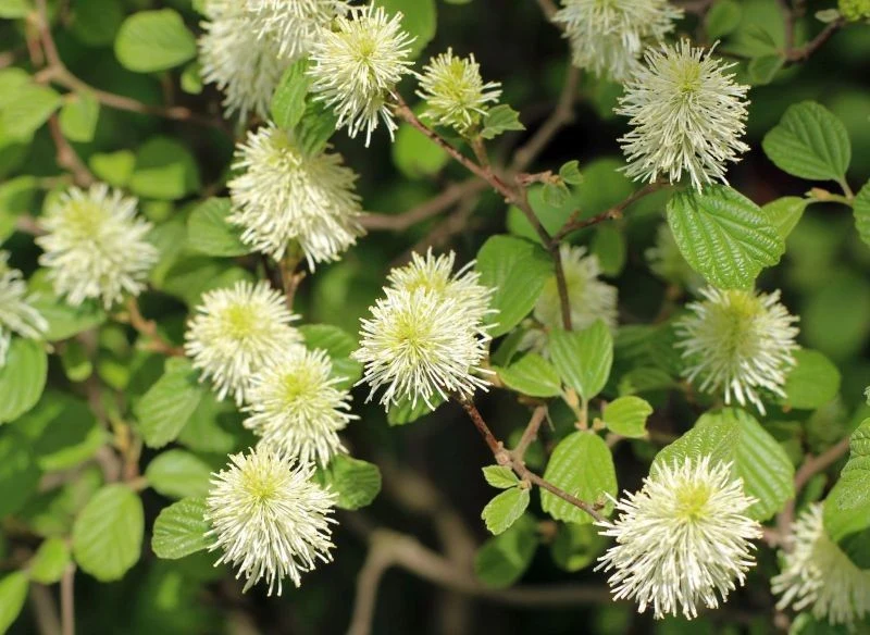 Fotergilla większa rzadko jest uprawiana w naszych ogrodach, a szkoda