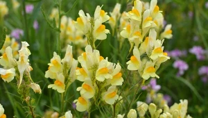 Lnica pospolita to mało wymagająca bylina o wielu zastosowaniach.