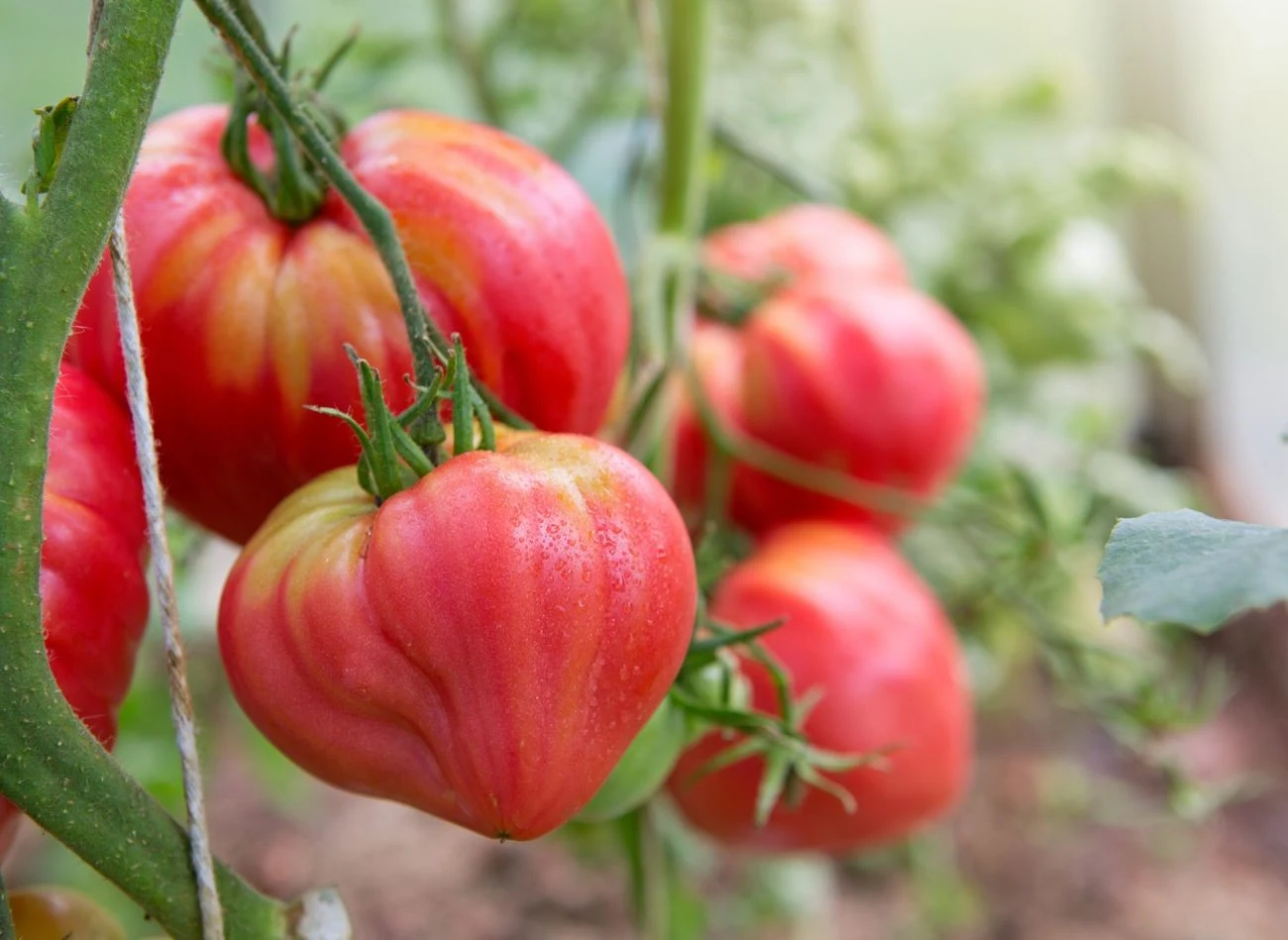 W uprawie pomidorów istotne .