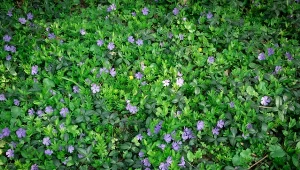 Co zasiać zamiast trawy? Barwinek sprawdzi się świetnie.