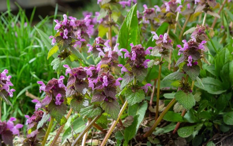 Jasnota plamista utrzymuje kwiaty od wiosny aż do jesieni