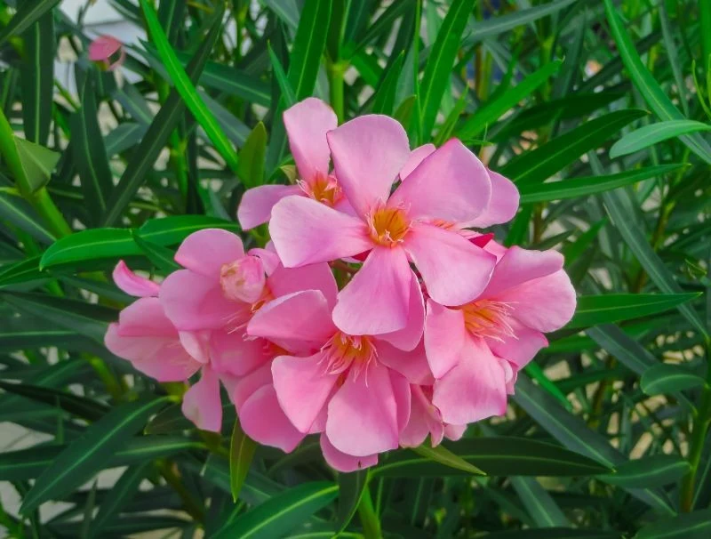 Oleander potrzebuje częstego i obfitego podlewania