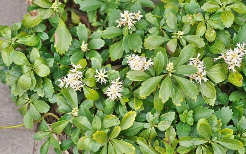 Runianka dobrze radzi sobie w cieniu oraz w warunkach przedłużającej się suszy