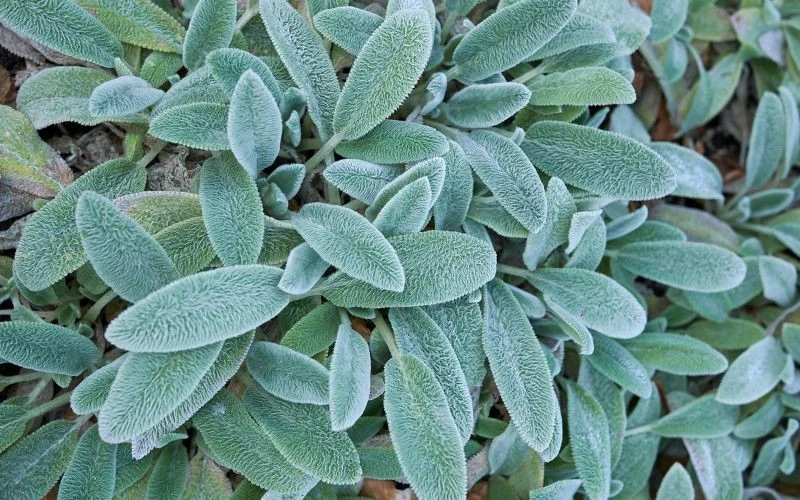 Liście czyśćca przypominają w dotyku delikatną tkaninę