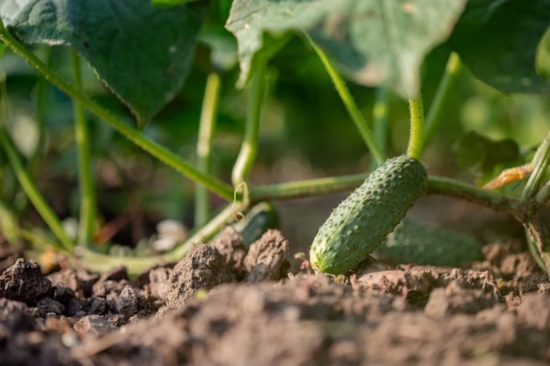 Mączniak prawdziwy na ogórkach zagraża naszym plonom