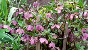 Dlaczego warto wprowadzić ciemierniki do ogrodu? Te byliny są wyjątkowo odporne i wcześnie kwitną.