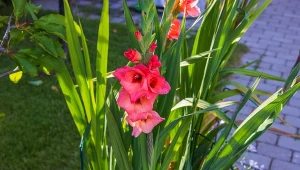 Jak zadbać o mieczyki w okresie ich intensywnego wzrostu i kwitnienia?