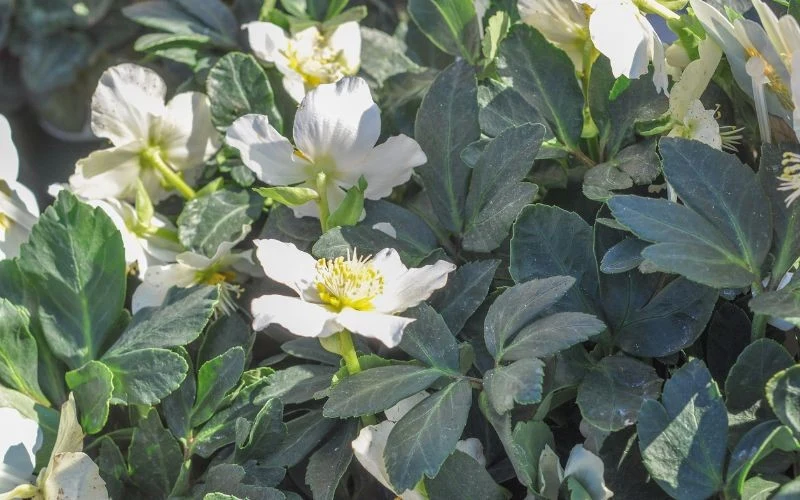 Ciemiernik biały może zakwitnąć już w grudniu