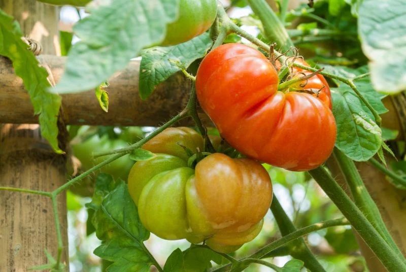 Które liście pomidorów usuwać w lipcu