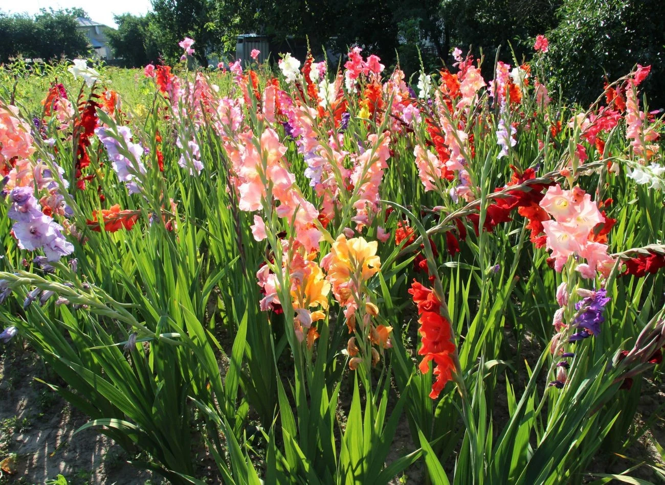 Latem mieczyki wchodzą w fazę intensywnego wzrostu i kwitnienia. w tym czasie wymagają szczególnej pielęgnacji.