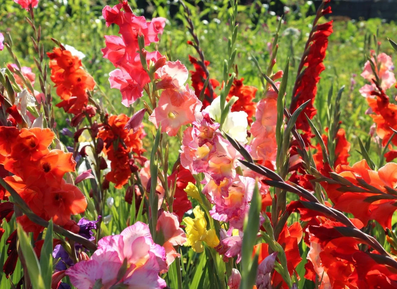 Mieczyki po kwitnieniu również potrzebują nawożenia, by móc zgromadzić substancje odżywcze w bulwach.