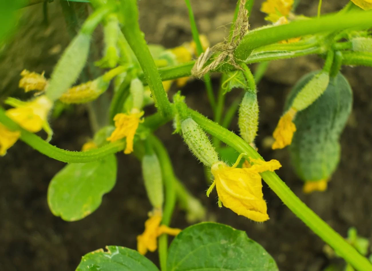 W okresie zawiązywania owoców, czyli od czerwca do sierpnia, najważniejsze jest podlewanie ogóków.
