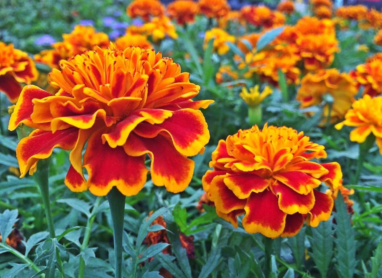 Aksamitki skutecznie ograniczają ilość nicieni glebowych, co przekłada się na lepszy rozwój innych roślin w ogrodzie