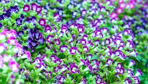 Torenia fournieri to nowa królowa balkonów i tarasów.