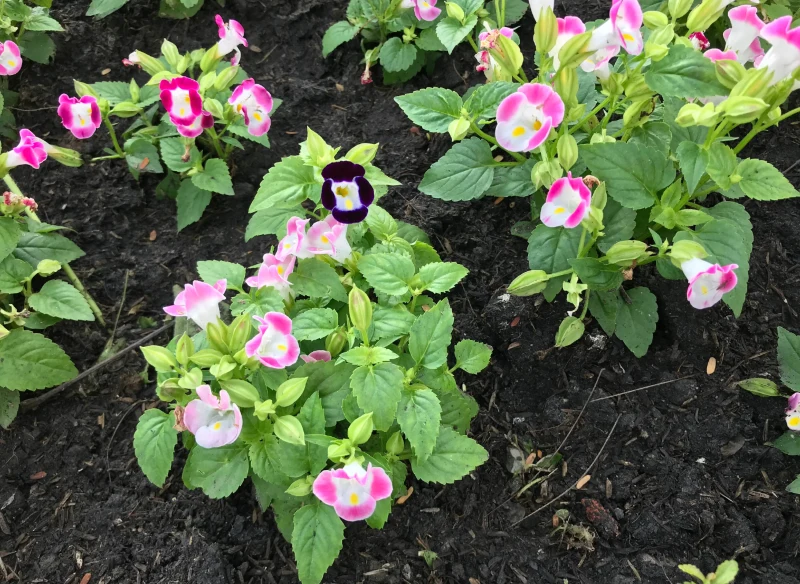 Torenię fournieri możemy uprawiać nie tylko w donicach, ale też bezpośrednio w gruncie