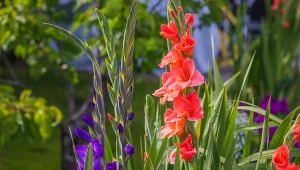 Jak chronić mieczyki przed wciornastkiem?