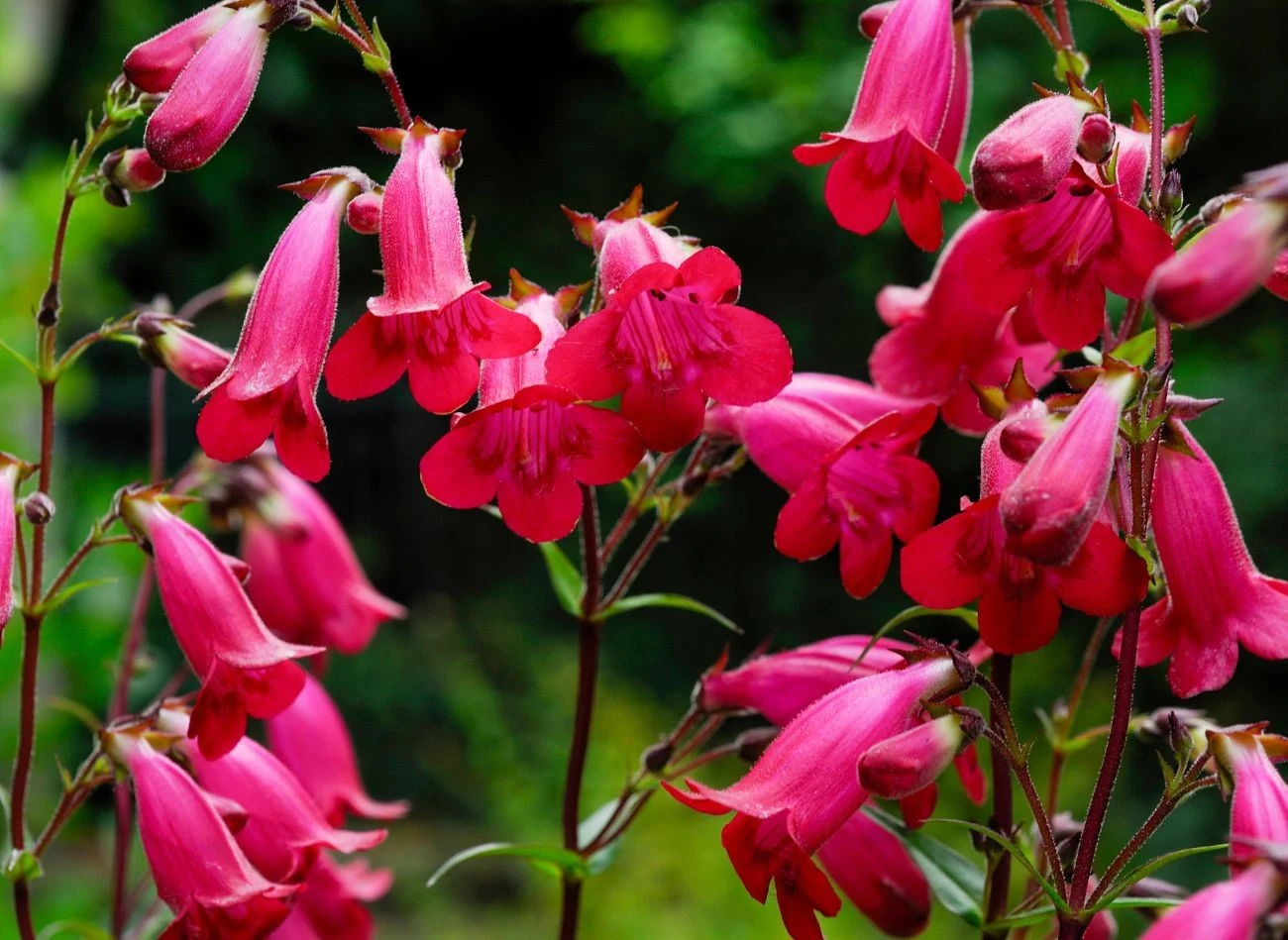 Penstemon to ceniona ozdoba ogrodu ze względu na swoje efektowne, dzwonkowate kwiaty w wielu kolorach