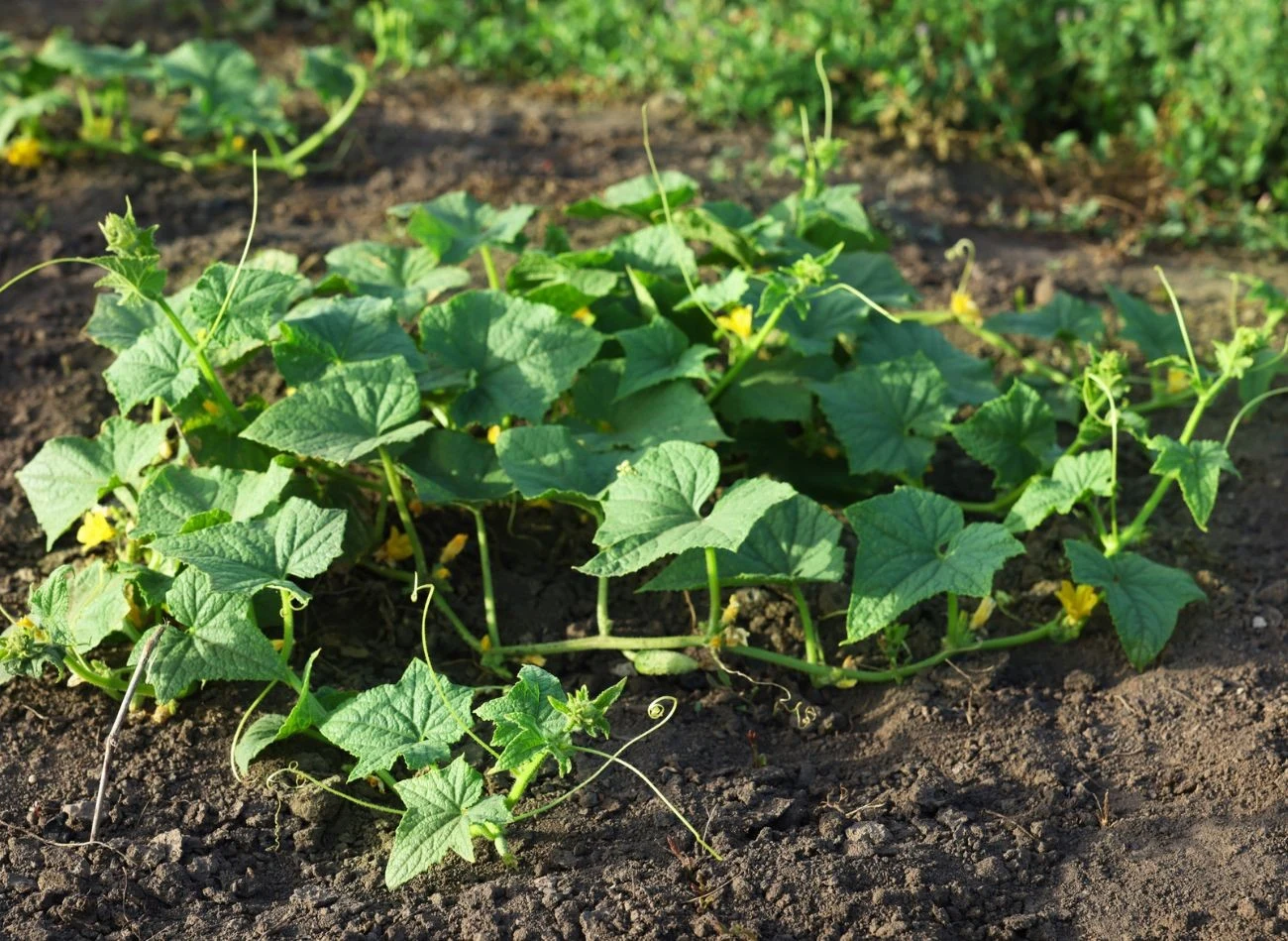 Najlepszym sposobem na uratowanie zmarnowanych ogórków jest oprysk stymulatorem wzrostu.