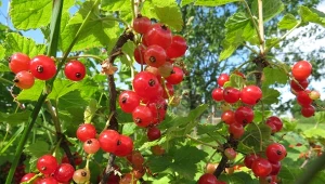 Jak prawidłowo przycinać porzeczkę, aby obficie owocowała?