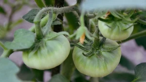 Jak przygotować wodę kompostową? Ten naturalny środek skutecznie chroni warzywa i rośliny ozdobne.