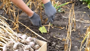 Co zrobić z czosnkiem po zbiorach, by długo się przechowywał?