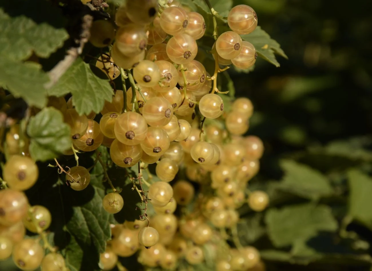 Przy doborze techniki cięcia bardzo ważne jest rozróżnienie odmian porzeczki białej, czarnej i czerwonej