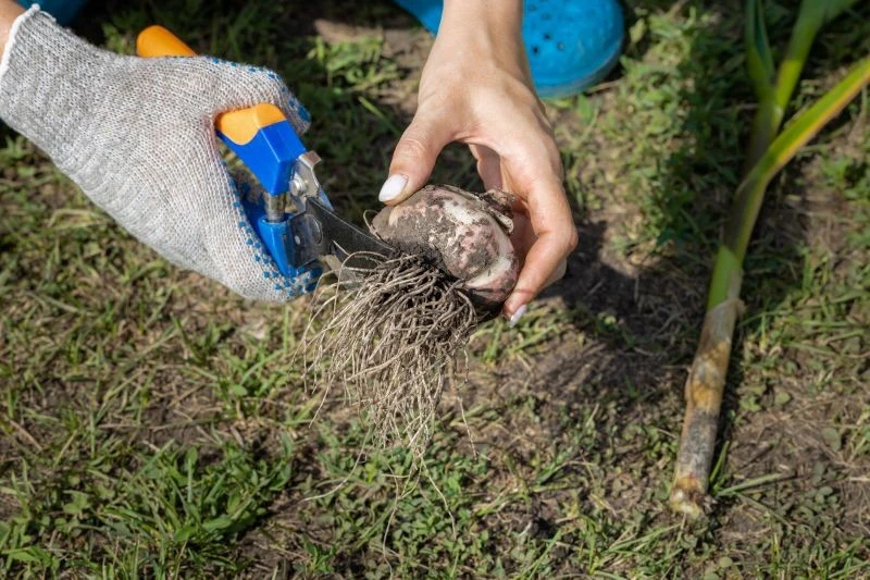 Liście i korzenie czosnku warto odciąć, gdy całkowicie uschną
