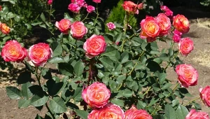 4 zabiegi, które wydłużą kwitnienie róż. Krzew będzie gęsty z dużą ilością paków