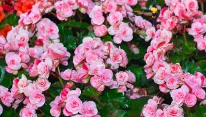 Drożdże są tanim, efektywnym i ekologicznym wsparciem dla uprawy begonii.