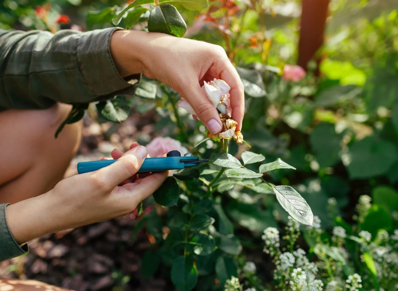 Przekwitnięte pąki róż trzeba regularnie usuwać.