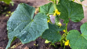 Wyjaśniamy, dlaczego zawiązki ogórków gniją.