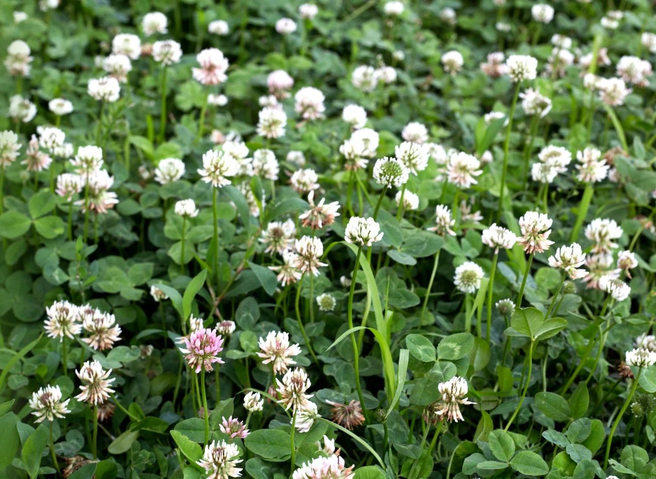Koniczyna, szybko tworzy gęstą okrywę, która ogranicza przegrzanie gleby i parowanie wody z jej powierzchni