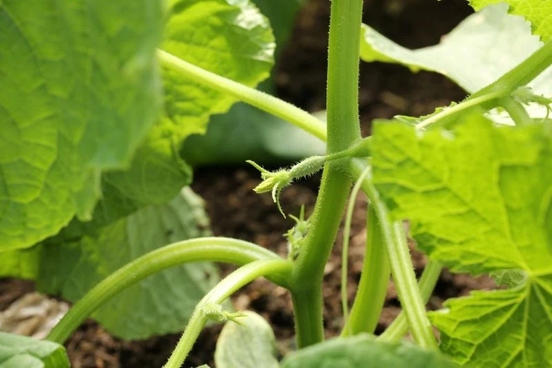 Błędy w pielęgnacji są częstą przyczyną gnicia zawiązków ogórków