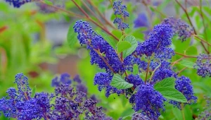 Te kwitnące rośliny trzeba przyciąć w lipcu. Rozrosną się i będą miały więcej kwiatów