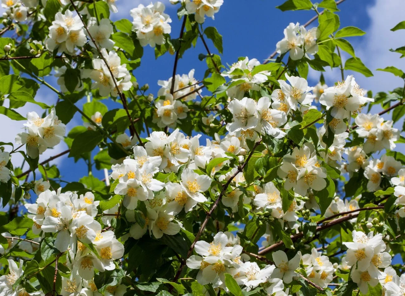 Lipiec to idealny czas na przycięcie przekwitłych kwiatostanów jaśminowca