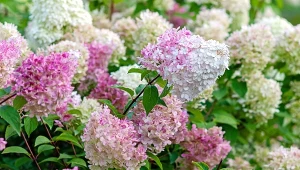 Najważniejsze letnie zabiegi przy hortensji bukietowej. Będą miały dużo kwiatów i sztywne pędy