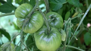 3 lipcowe opryski pomidorów. Gwarantują duże i zdrowe plony