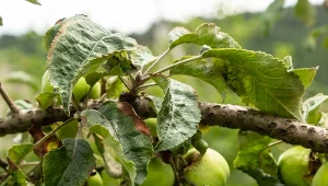 Podpowiadamy, jak pozbyć się mszyc z jabłoni i innych roślin bez stosowania chemii.