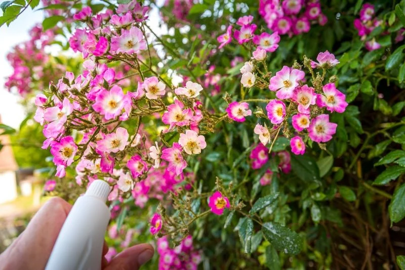 Warto przyglądać się swoim roślinom, aby szybko zauważyć atak mszyc