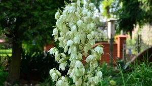 Juka karolińska najpiękniej wygląda latem. Jak ją pielęgnować, by miała dużo zdrowych kwiatów?