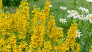 Nie ma wymagań, nie boi się mrozów. "Żółta lawenda" cudnie kwitnie, ma wiele odmian i szybko się rozrasta