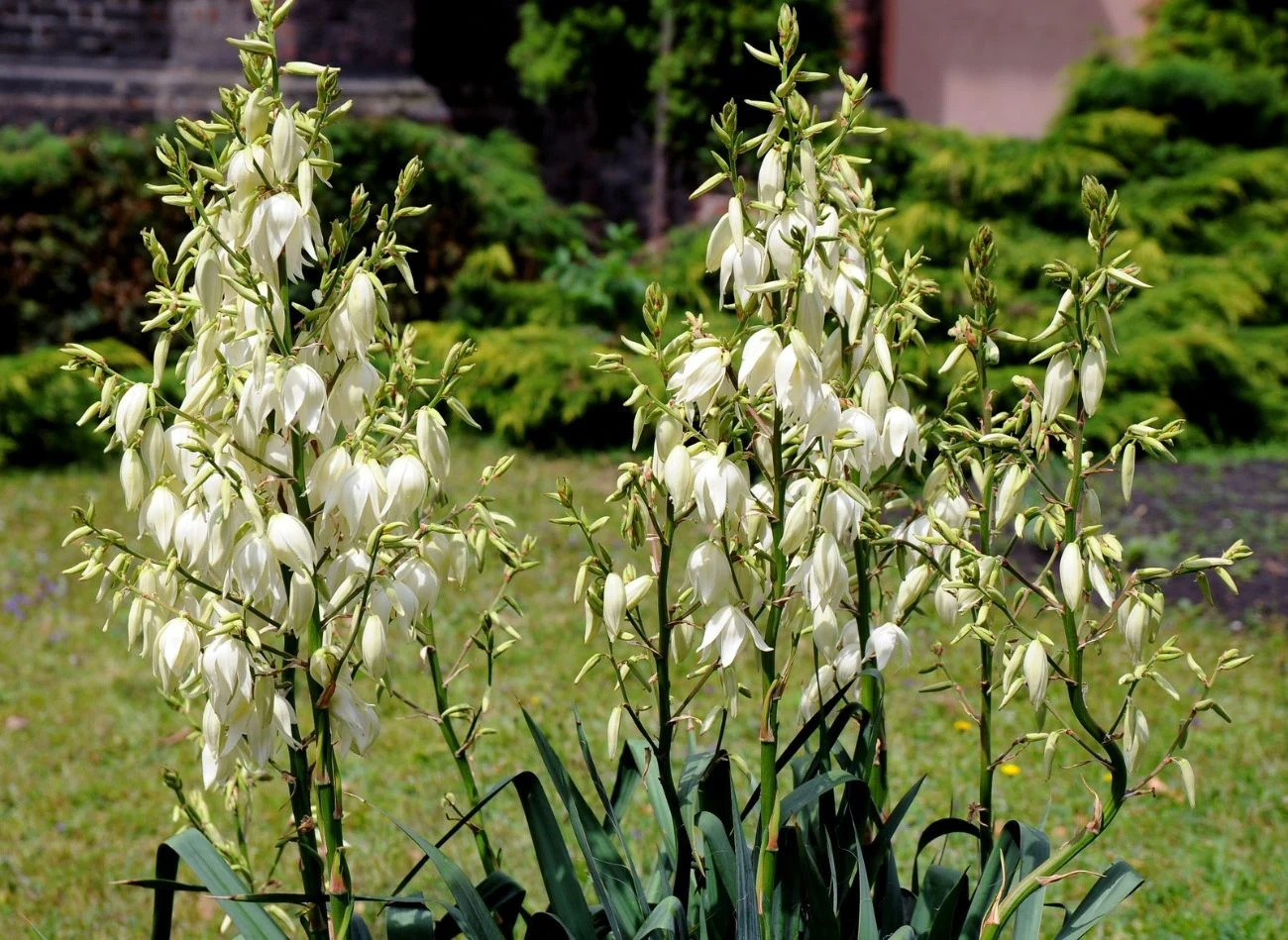 Słabe kwitnienie juki latem może być przyczyną wcześniejszych błędów w