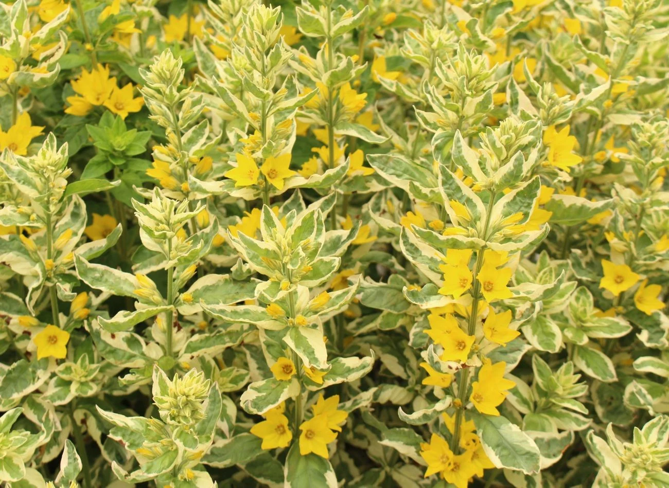 Odmiana tojeści kropkowanej 'Alexander' charakteryzuje się jasnym obrzeżeniem liści