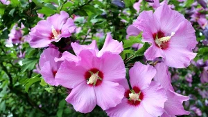 Hibiskus ogrodowy, czyli ketmia syryjska, uwielbia fusy z kawy.