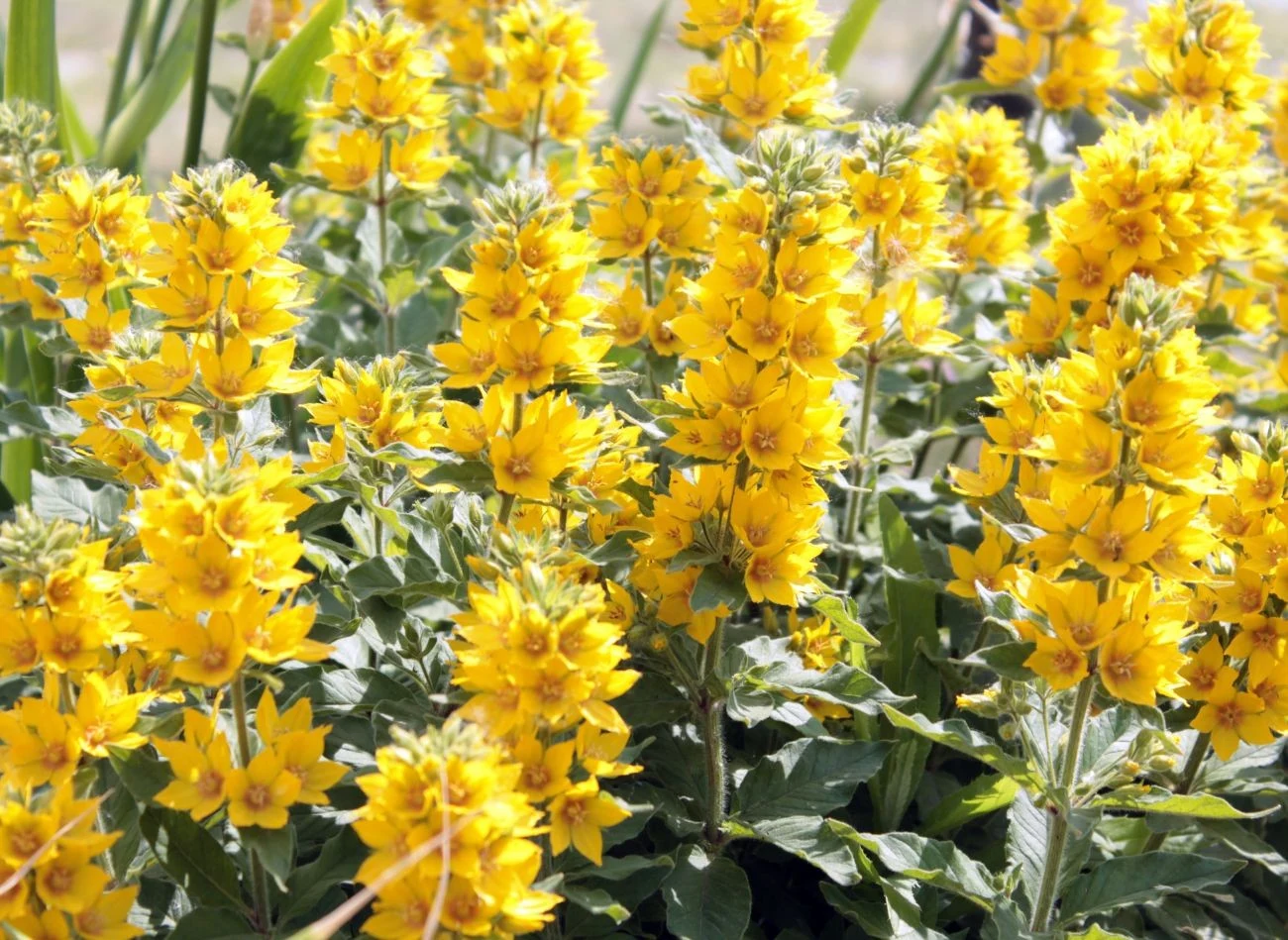 Tojeść kropkowana jest byliną ekspansywną – rozrasta się przez podziemne rozłogi