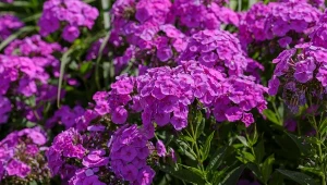 Przycinanie floksów wiechowatych to skuteczny sposób na wydłużenie okresu kwitnienia. Kidy najlepiej przeprowadzić cięcie?